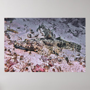 Affiche Crocodile Flathead