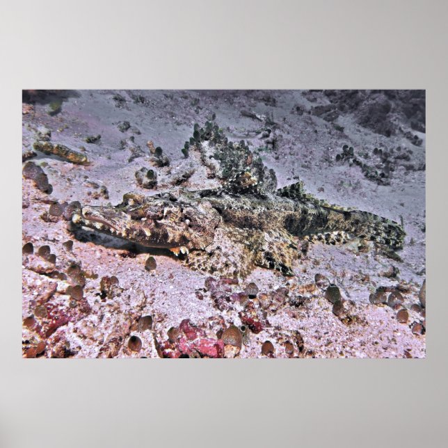 Affiche Crocodile Flathead (Devant)
