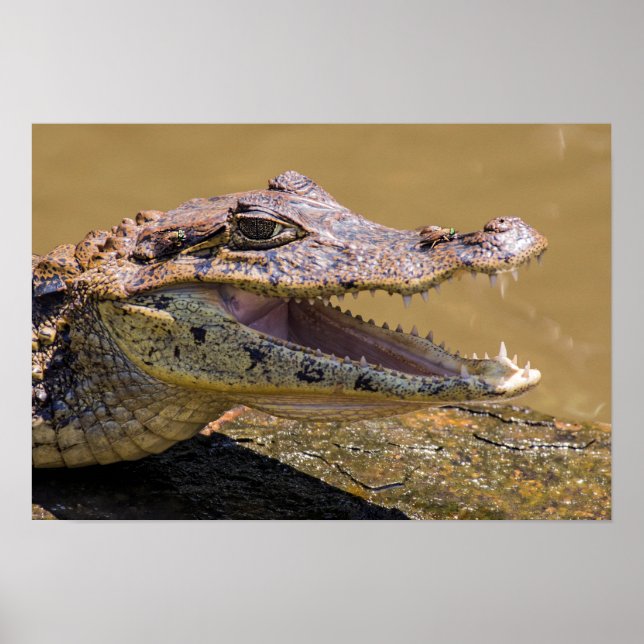 Affiche Crocodile fondu à Tortuguero - Costa Rica (Devant)