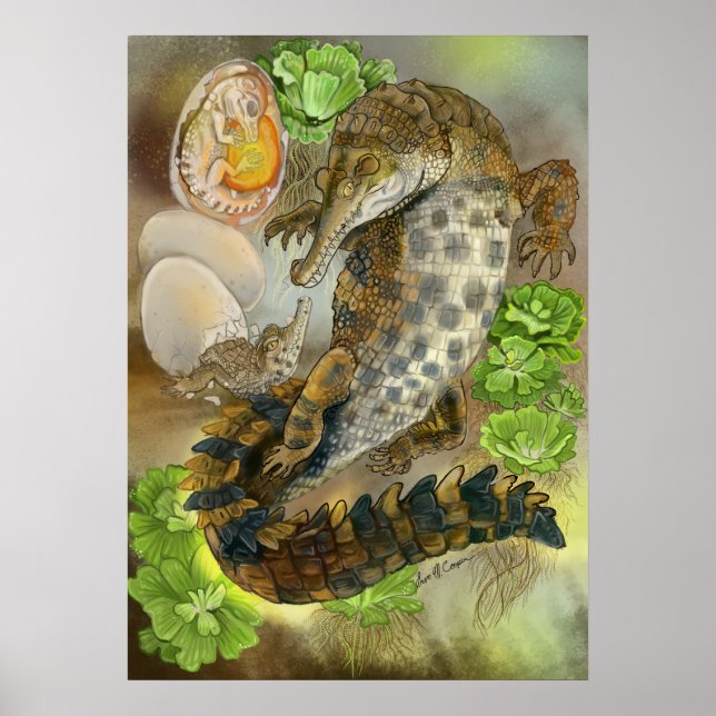 Affiche Crocodile grossier (Devant)