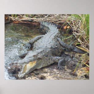 Affiche Crocodile jamaïcain d'eau salée