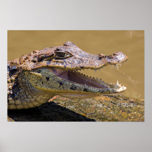 Affiche Crocodile souriant à Tortuguero - Costa Rica