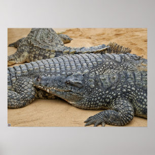 Affiche Crocodiles