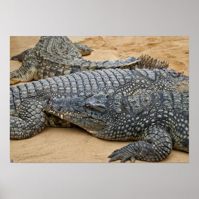 Affiche Crocodiles (Devant)