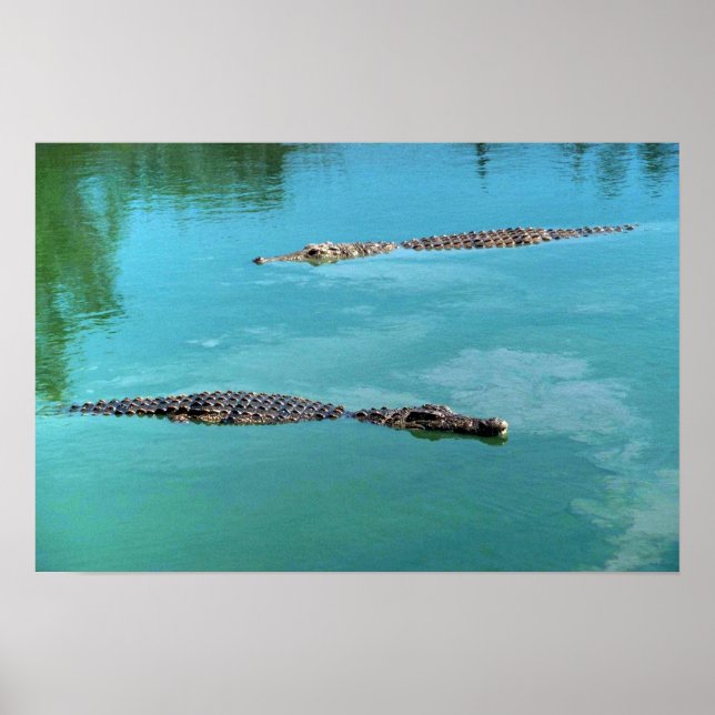 Affiche Crocodiles du Nil (Devant)