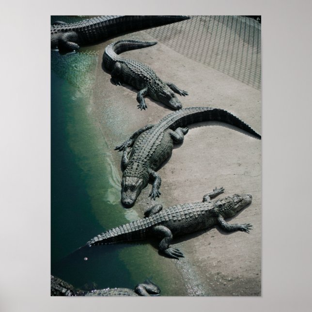 Affiche Crocodiles reposant sur une faune de Riverbank (Devant)