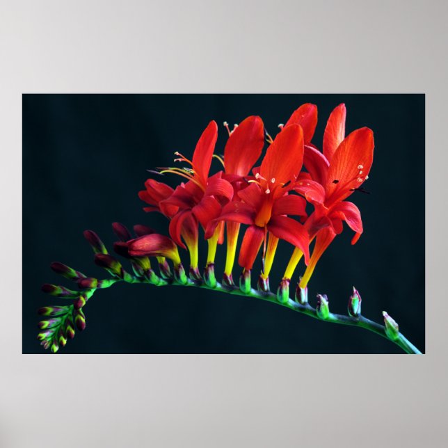 Affiche Crocosomie Lucifer Montbretia Floral (Devant)