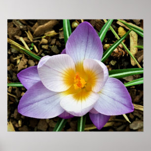 Affiche Crocus,