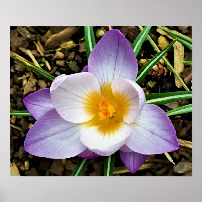 Affiche Crocus, (Devant)