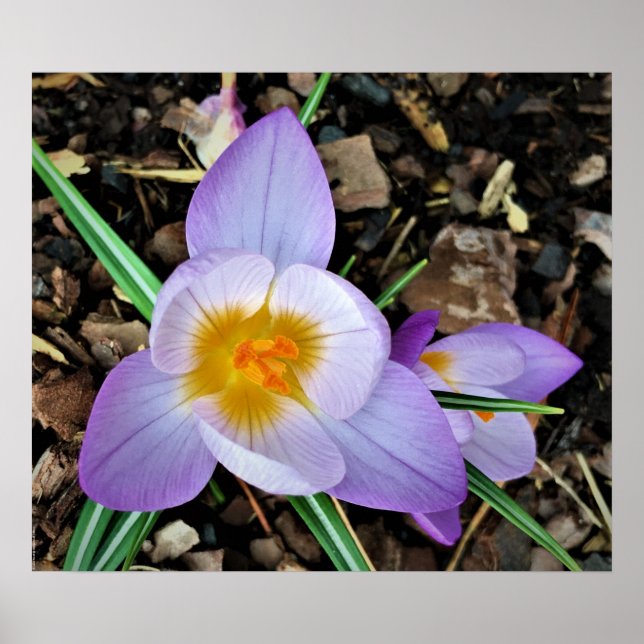 Affiche Crocus, (Devant)