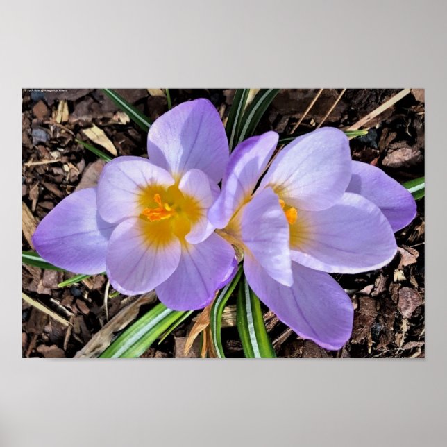 Affiche Crocus, (Devant)