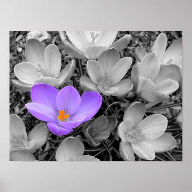 Affiche Crocus (Devant)