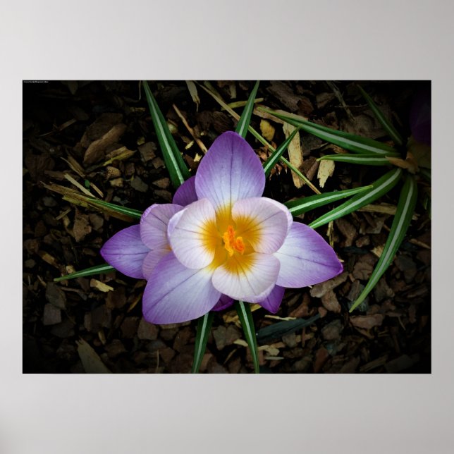 Affiche Crocus, (Devant)