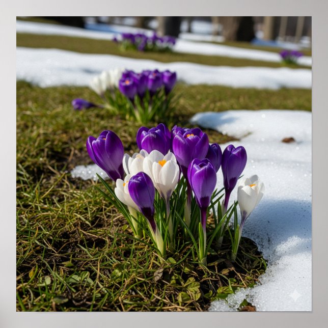 Affiche Crocus au début du printemps (Devant)