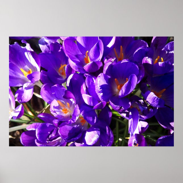AFFICHE CROCUS DE PRINTEMPS (Devant)