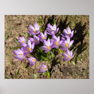Affiche Crocus de printemps mignons