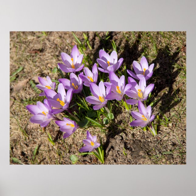 Affiche Crocus de printemps mignons (Devant)