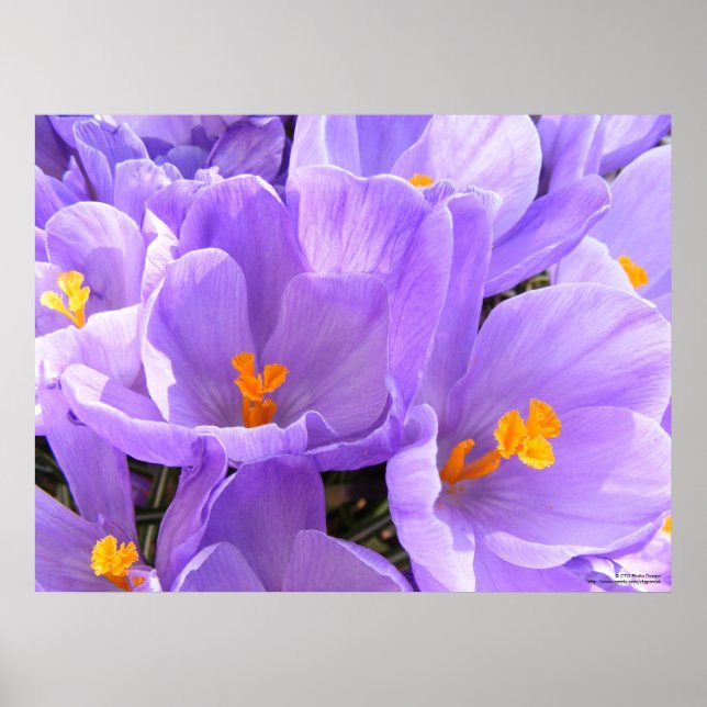 Affiche Crocus gros caractères (Devant)