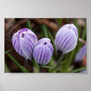 Affiche Crocus non-ouverts