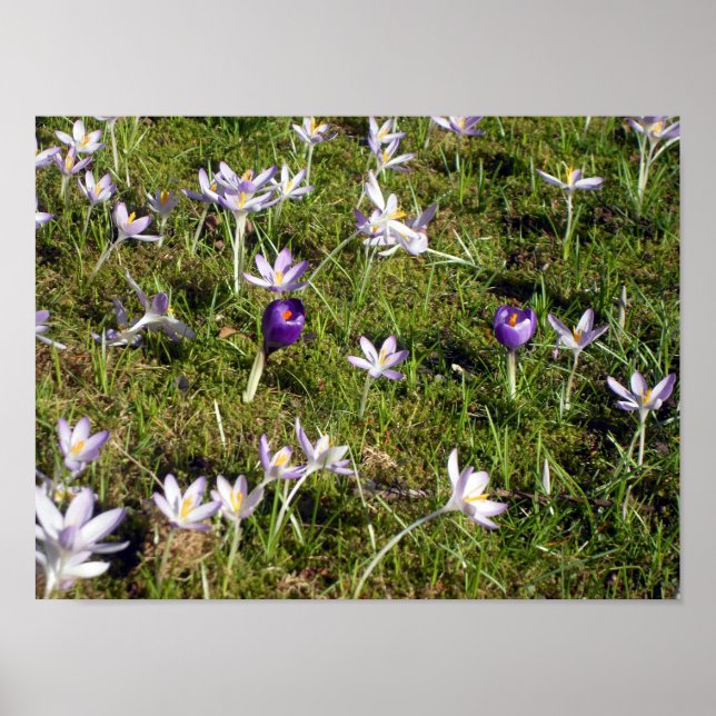 Affiche Crocus pourpre (Devant)