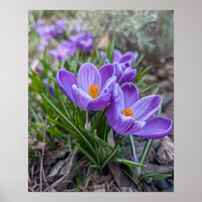 Affiche Crocus violet (Devant)