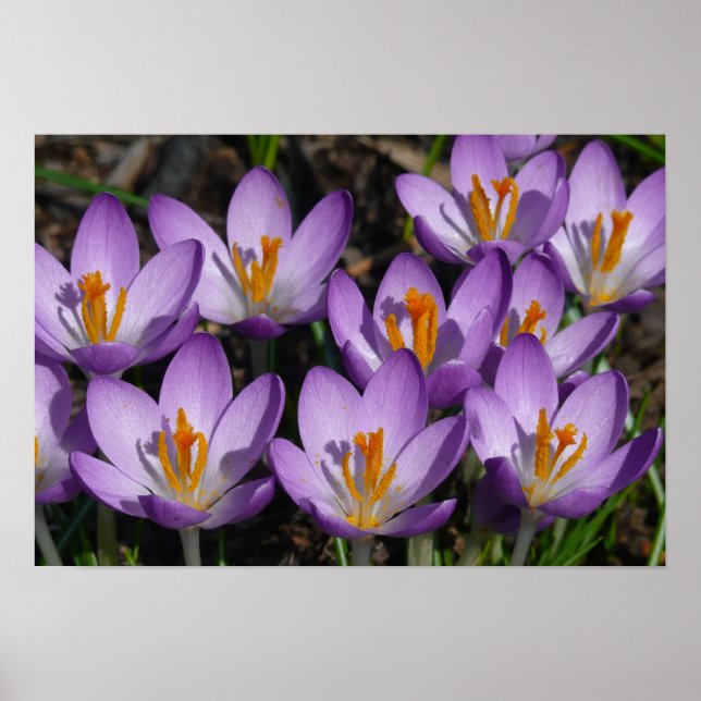 Affiche Crocus violets ensoleillés (Devant)