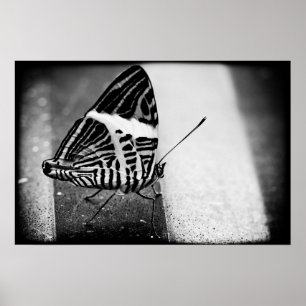 Affiche croisement papillon