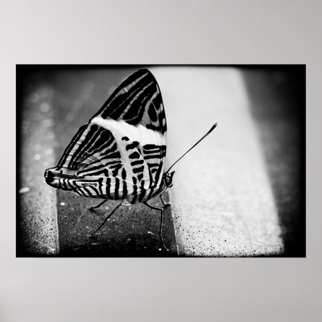 Affiche croisement papillon (Devant)