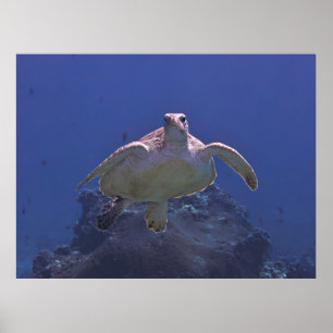 Affiche Croisière sur la tortue verte