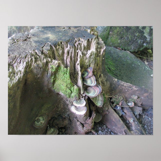 Affiche Croissance dans les jardins de Limahuli (Devant)