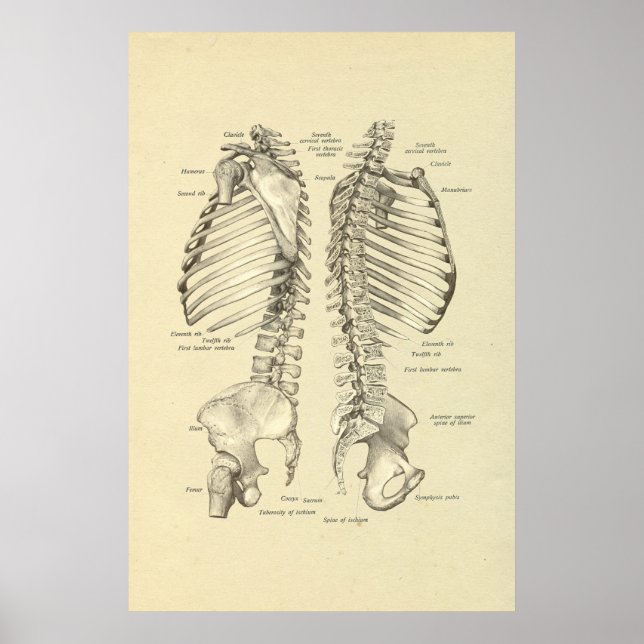 Affiche Croix du squelette humain de la colonne vertébrale (Devant)