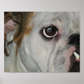 Affiche Croix Extraordinaire Grace Bulldog