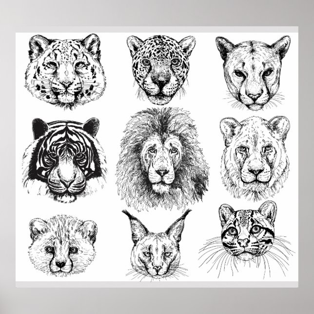 Affiche Croquis à la main Portraits d'animaux (Devant)