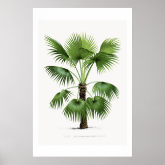Affiche Croquis botanique Palm Tree Art Vintage