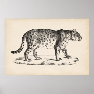 Affiche Croquis Brodtmann Leopard