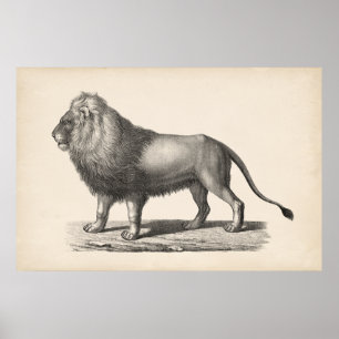 Affiche Croquis Brodtmann Lion