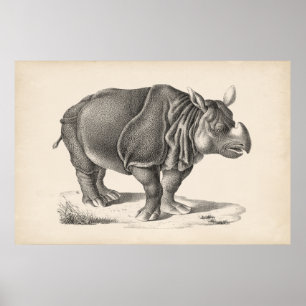 Affiche Croquis Brodtmann Rhinoceros