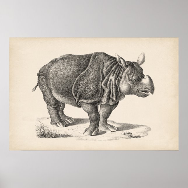 Affiche Croquis Brodtmann Rhinoceros (Devant)