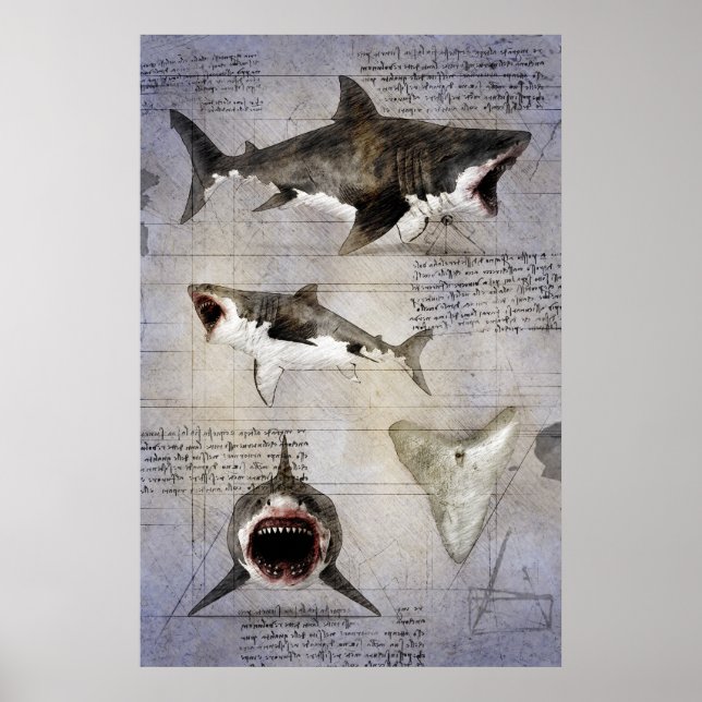 Affiche Croquis de Megalodon (Devant)