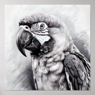 Affiche croquis noir et blanc d'une macaw