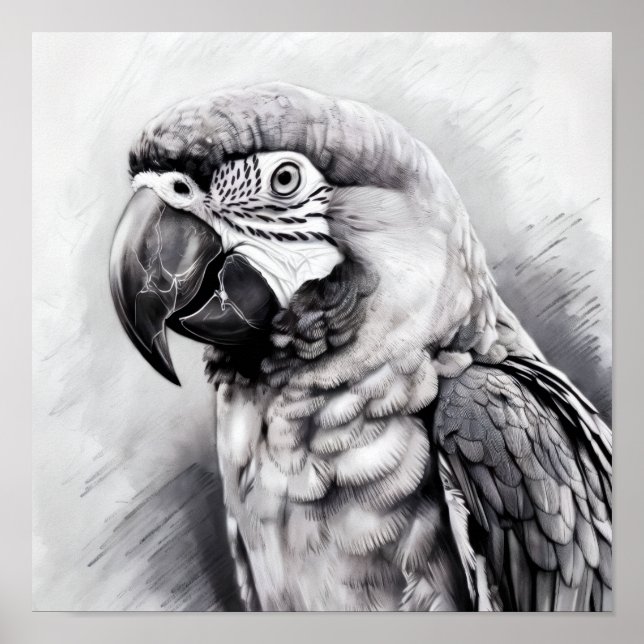 Affiche croquis noir et blanc d'une macaw (Devant)