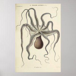 Affiche Croquis zoologique Vintage d'octopus