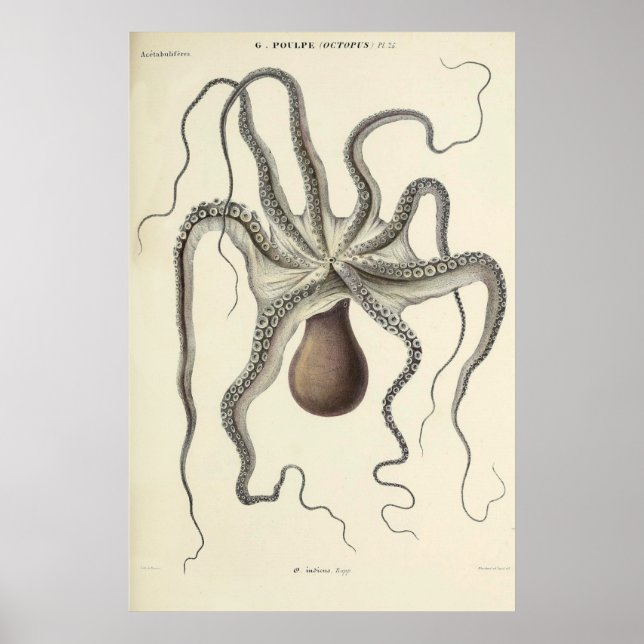Affiche Croquis zoologique Vintage d'octopus (Devant)