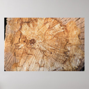 Affiche Cross-section of the apple tree (Malus)abstract, b