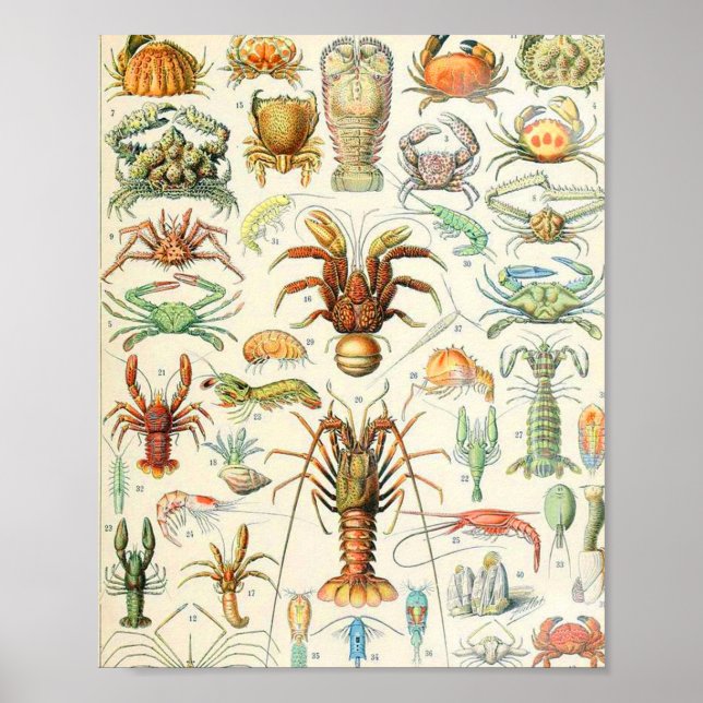 Affiche Crostères Adolphe Millot (Devant)