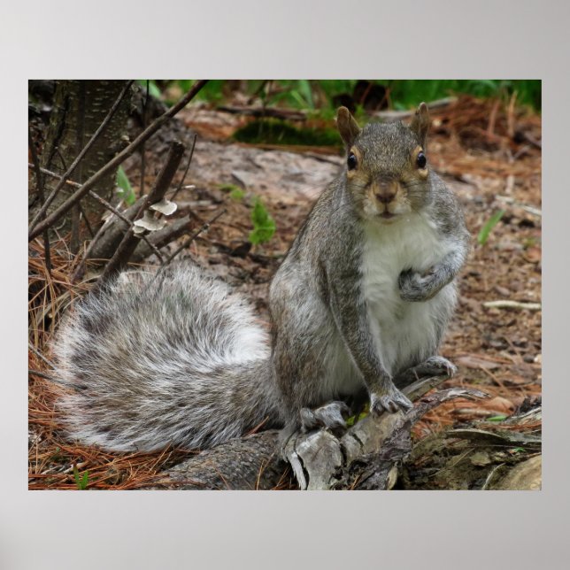 Affiche Crouching Squirrel (Devant)