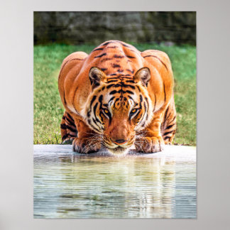 Affiche Crouching Tiger prêt à rebondir