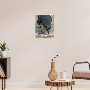 Affiche Crow à la soif Eau potable Photographie