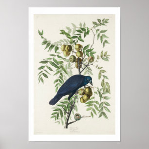 Affiche Crow américain par Audubon