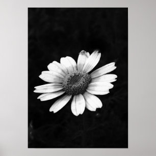 Affiche Crown Daisy
